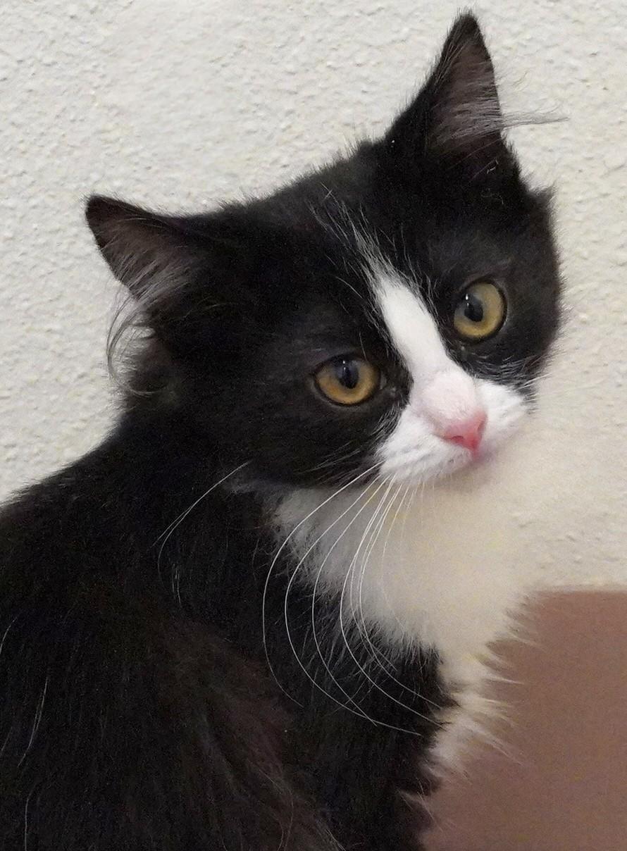 Enlarge Loves, an adopted Domestic Long Hair in Grants Pass, OR image 2/2