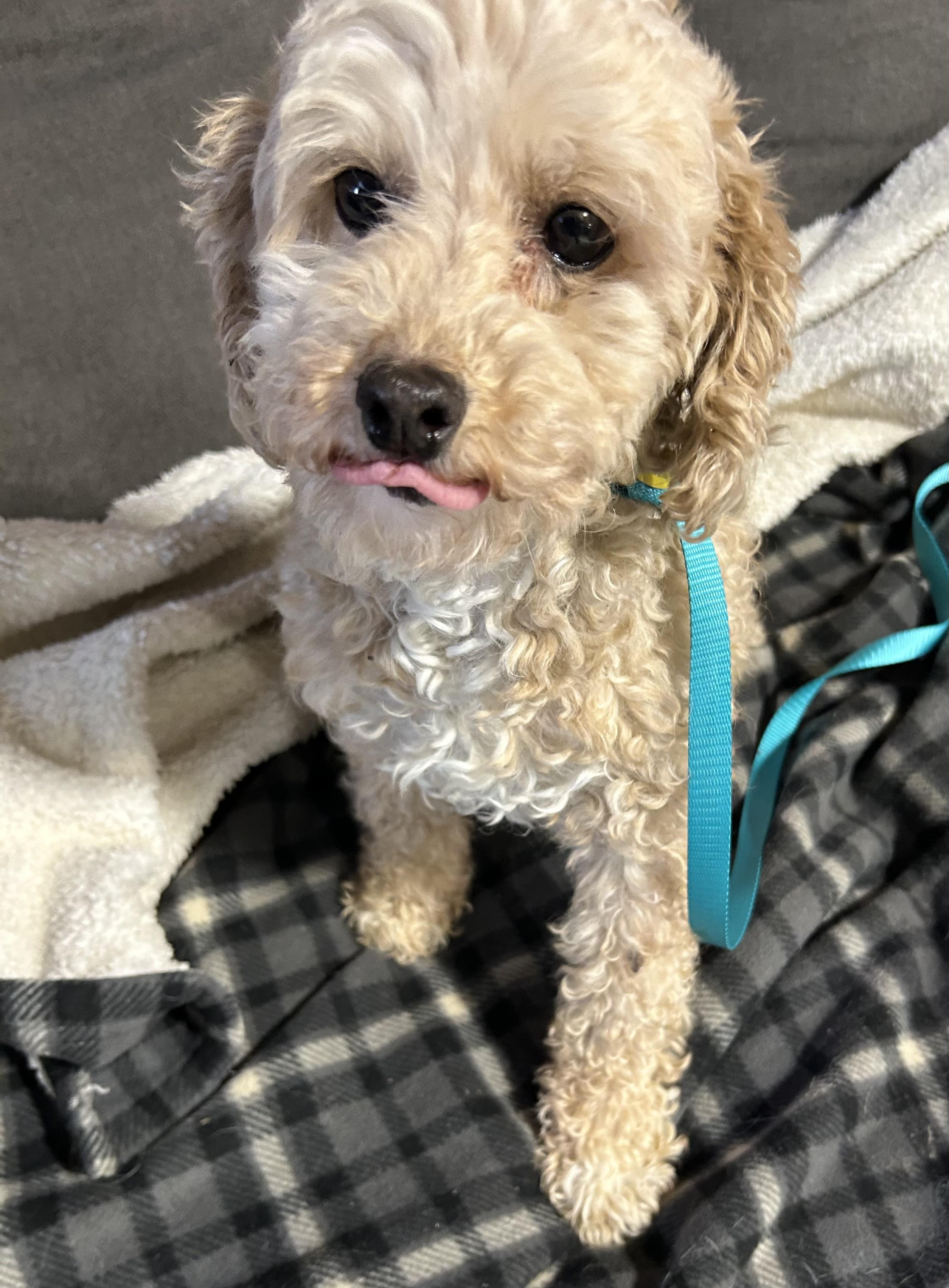 Enlarge Krystal 10 lbs, a Adoptable Miniature Poodle in Antwerp, OH image 2/2
