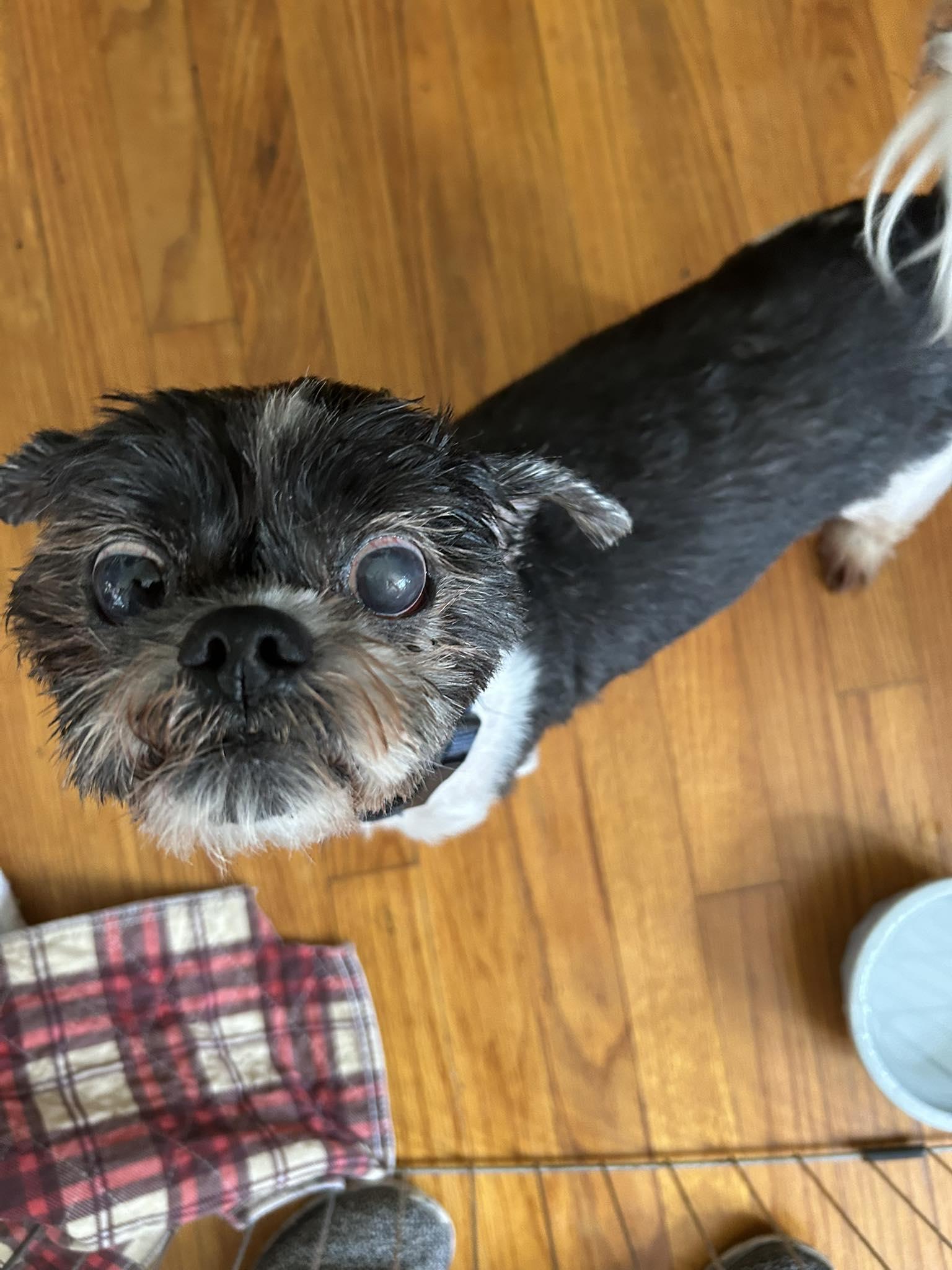 Igor, a ADOPTABLE mixed breed in Winsted, CT image 2/3
