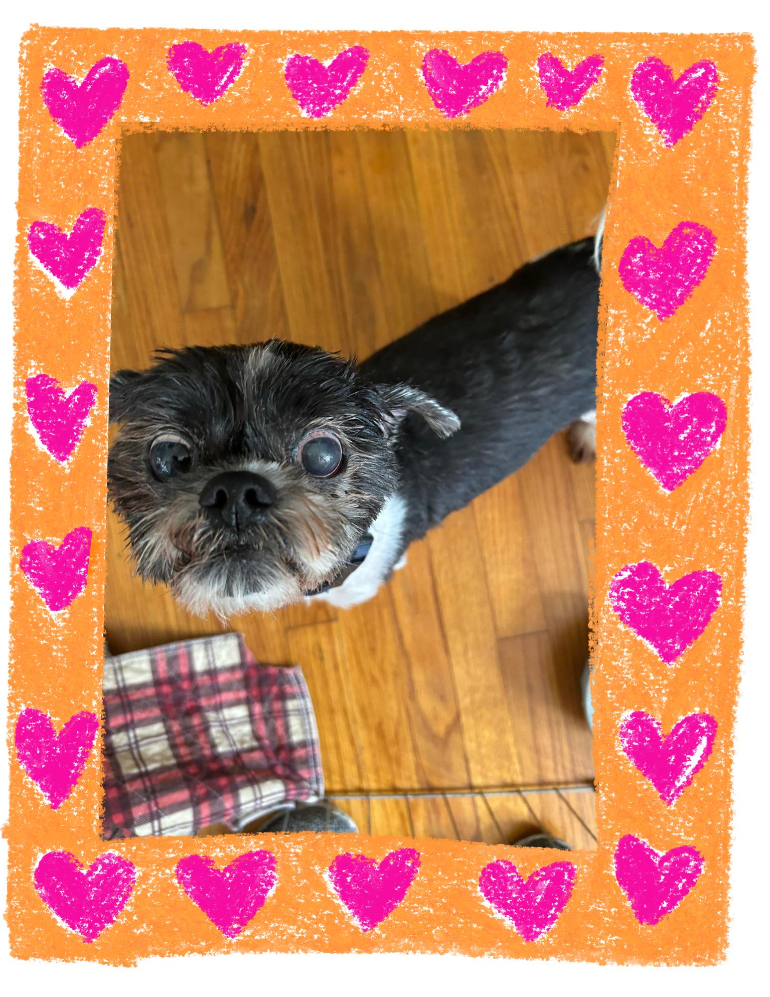 Igor, ADOPTABLE, Senior Male Shih Tzu.