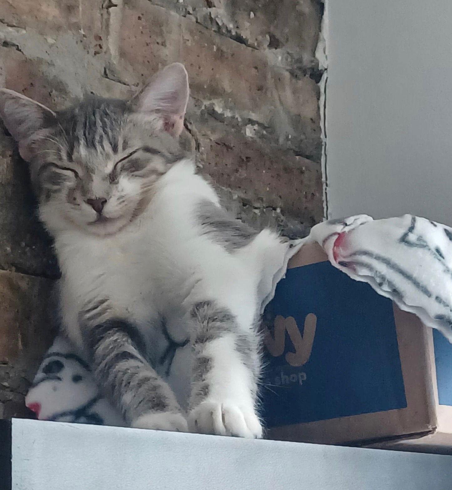 Tinsel, a Adoptable Tabby in Maywood, IL image 1/3