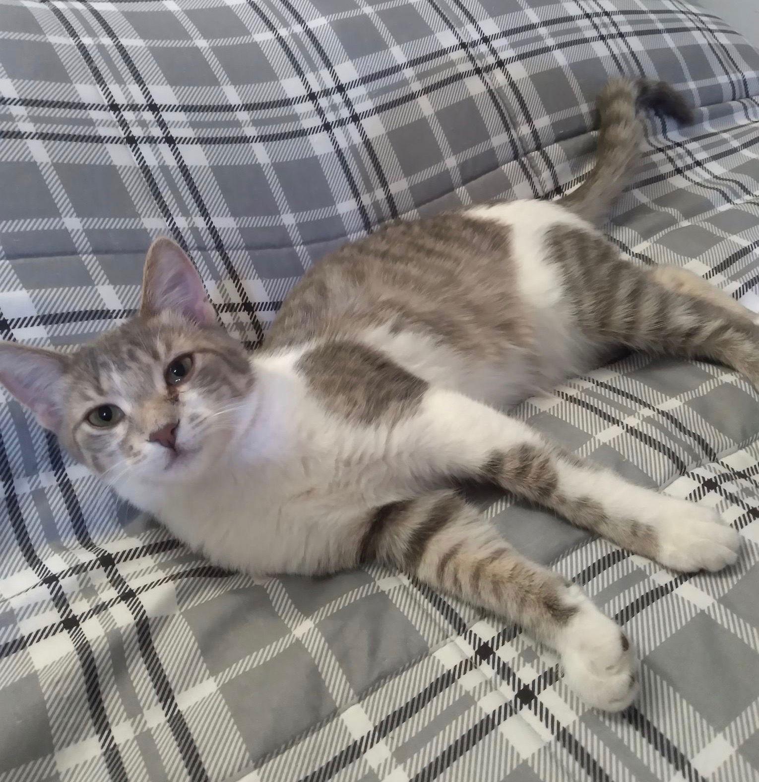 Tinsel, a Adoptable Tabby in Maywood, IL image 2/3