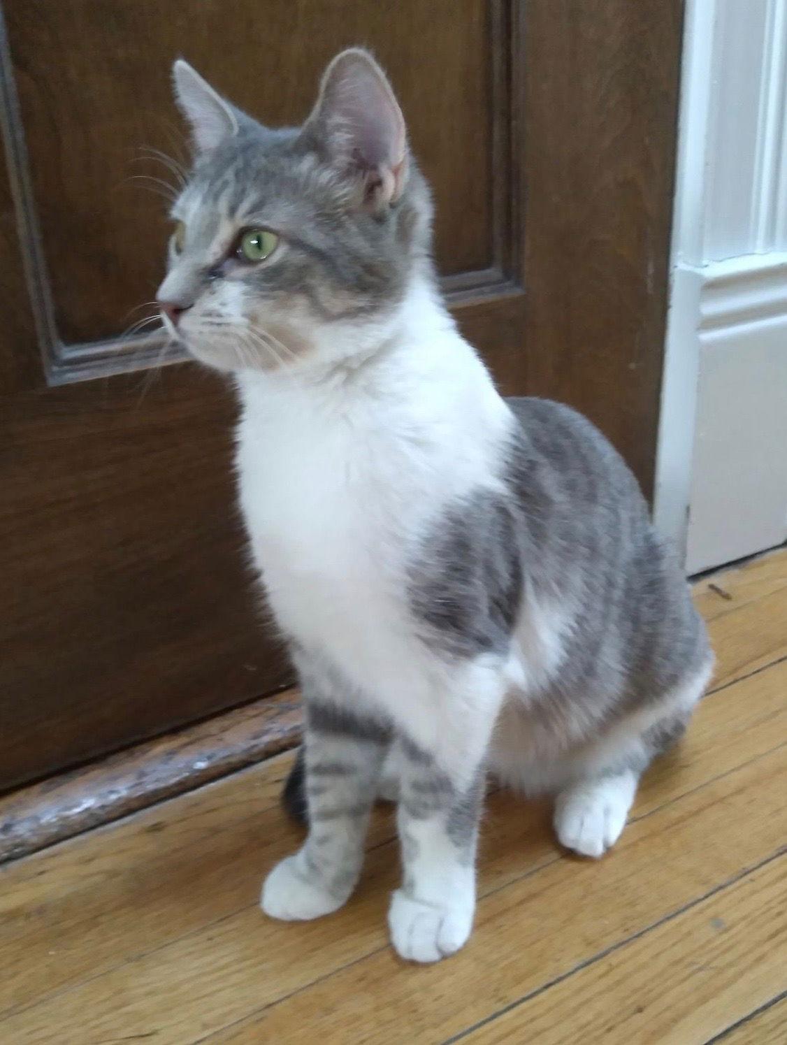 Tinsel, a Adoptable Tabby in Maywood, IL image 3/3