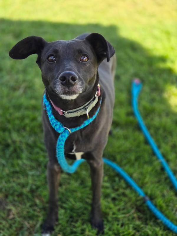 Scarlet, Adoptable, Adult Female Rat Terrier & Chihuahua.