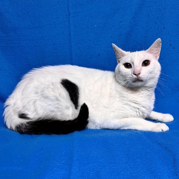 Cats & Kittens for Adoption in Traer, IA | Petfinder