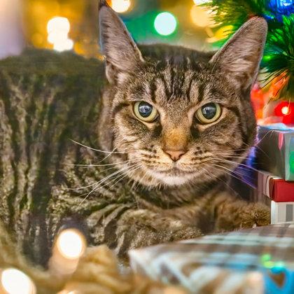 Bob, Adoptable, Senior Male Domestic Short Hair & Domestic Short Hair.