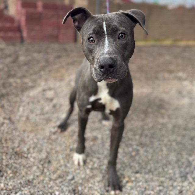 Enlarge Crawfish, a Adoptable mixed breed in Bullhead City, AZ image 1/1