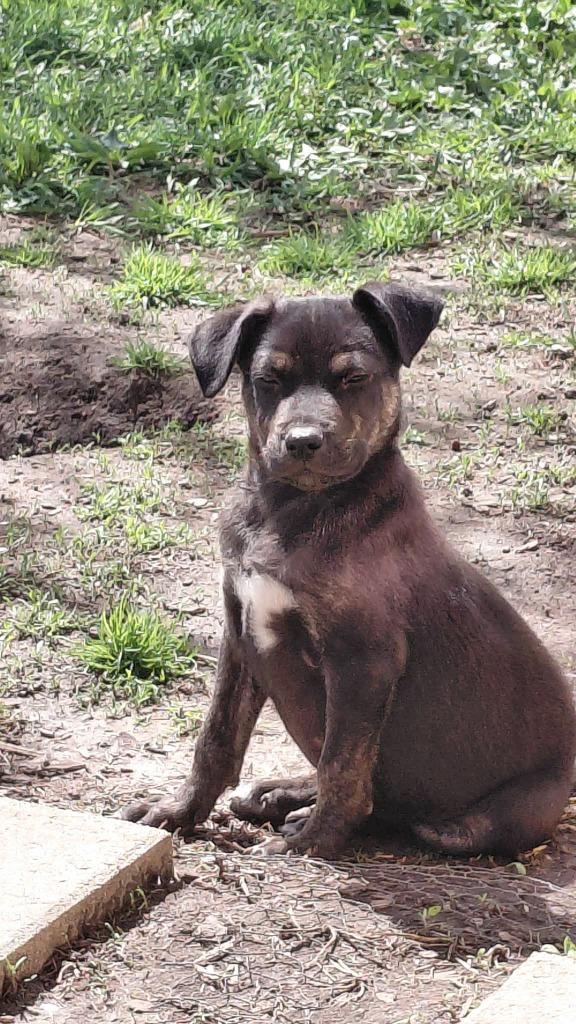 Freddy, Adoptable, Puppy Male Mixed Breed.