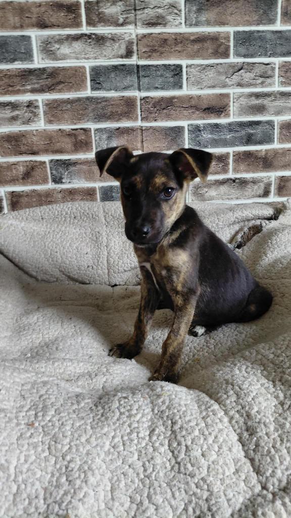 Freddy, Adoptable, Puppy Male Mixed Breed.