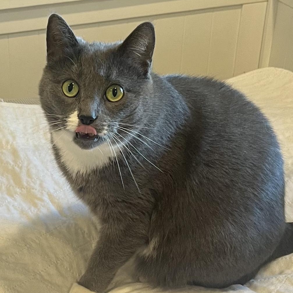 Enlarge Rochelle, a ADOPTABLE Domestic Short Hair in Brockport, NY image 1/6