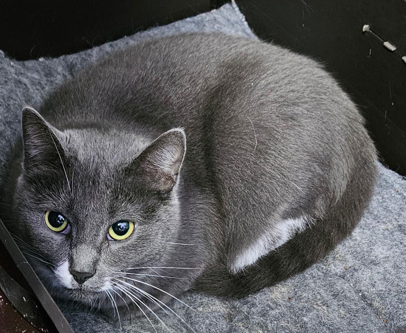 Enlarge Rochelle, a ADOPTABLE Domestic Short Hair in Brockport, NY image 4/6