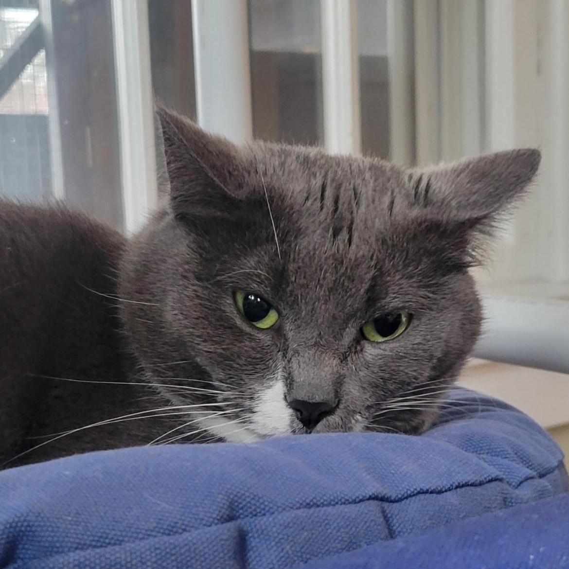 Enlarge Rochelle, a ADOPTABLE Domestic Short Hair in Brockport, NY image 1/6