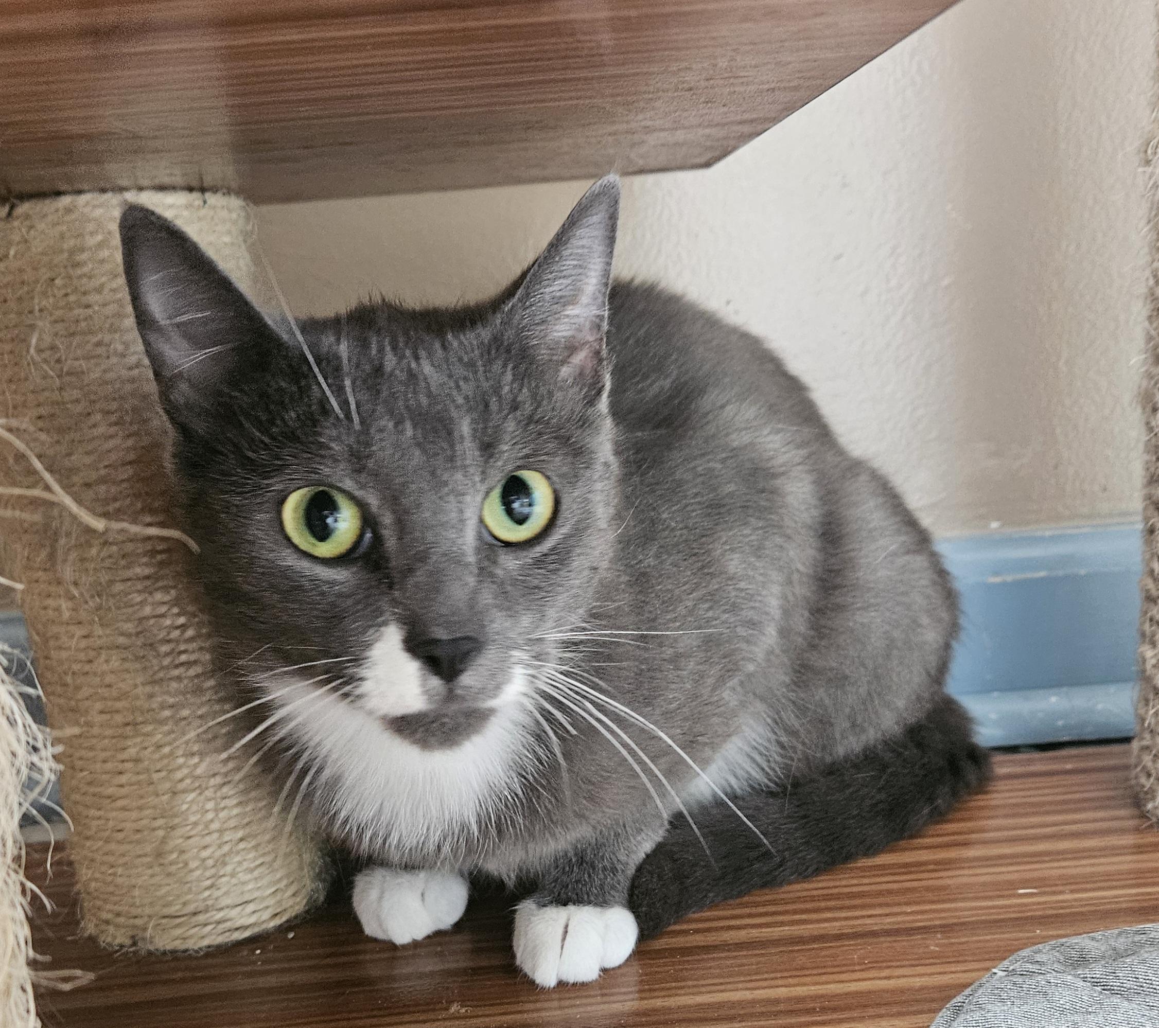 Enlarge Rochelle, a ADOPTABLE Domestic Short Hair in Brockport, NY image 5/6