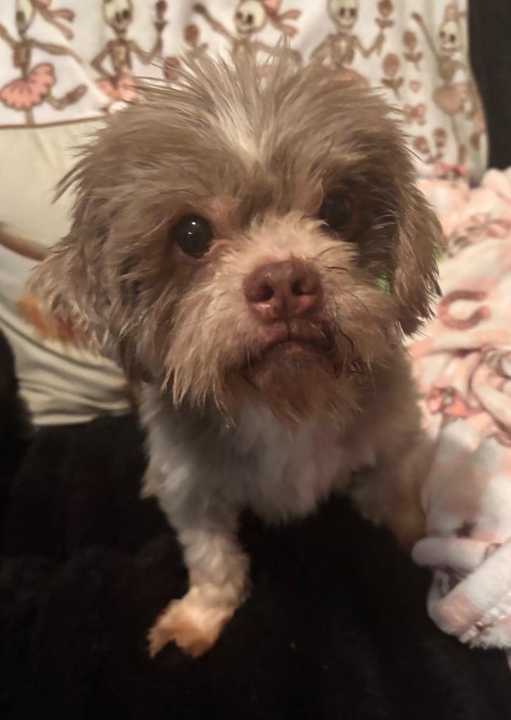 Macchiato, Adoptable, Senior Male Shih Tzu.