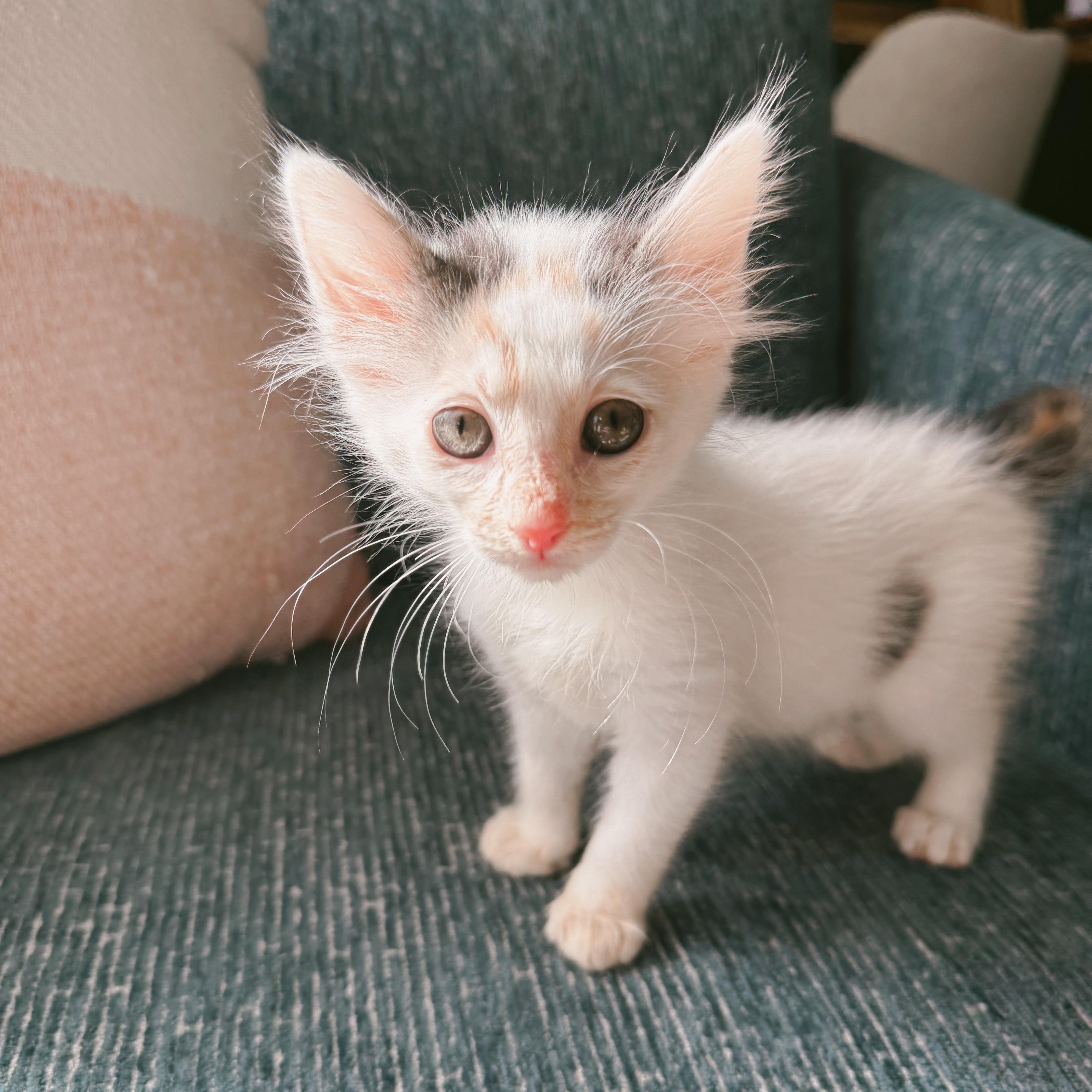 Enlarge Honey Bunny, a ADOPTABLE Domestic Medium Hair in LEETONIA, OH image 3/3
