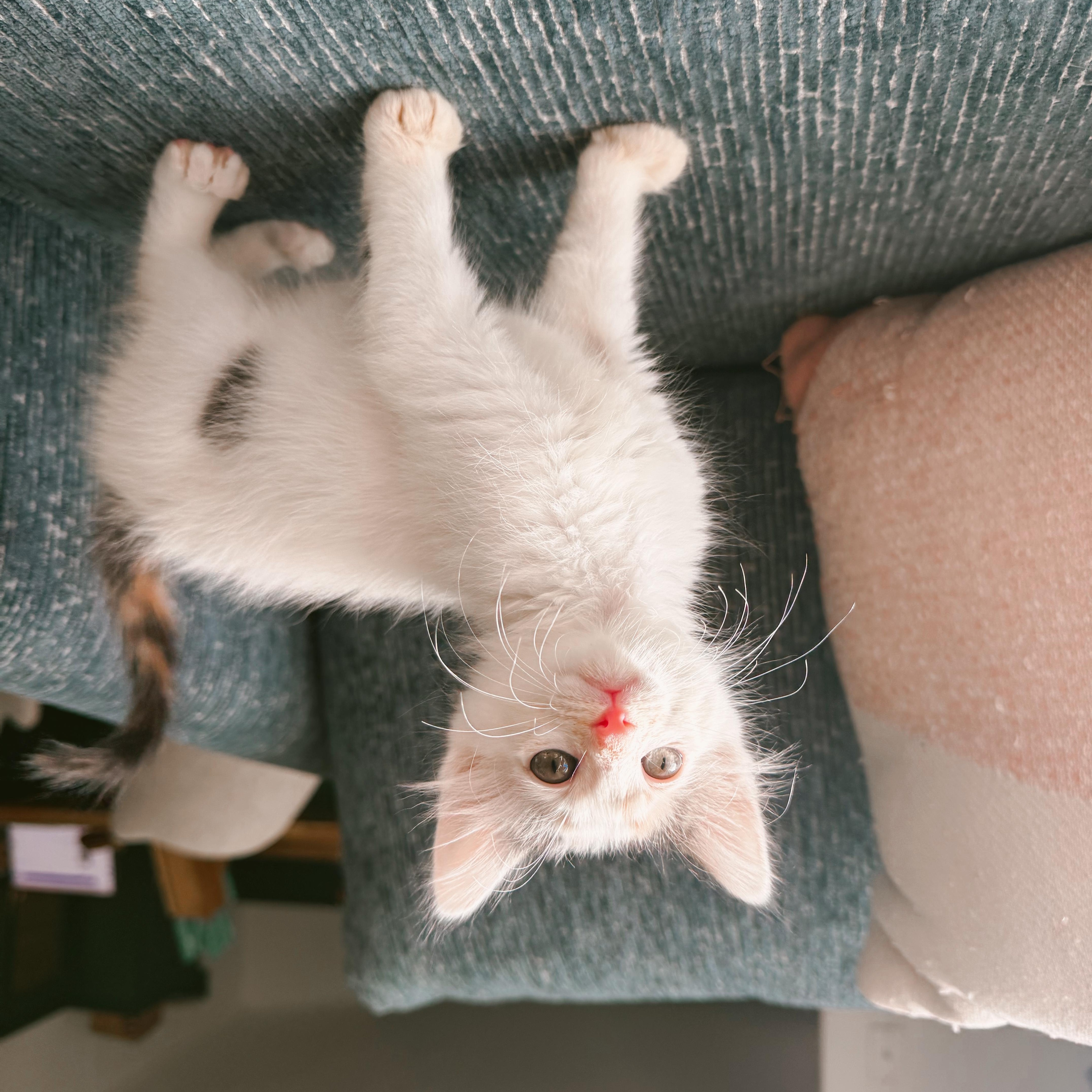 Honey Bunny, ADOPTABLE, Kitten Female Domestic Medium Hair.