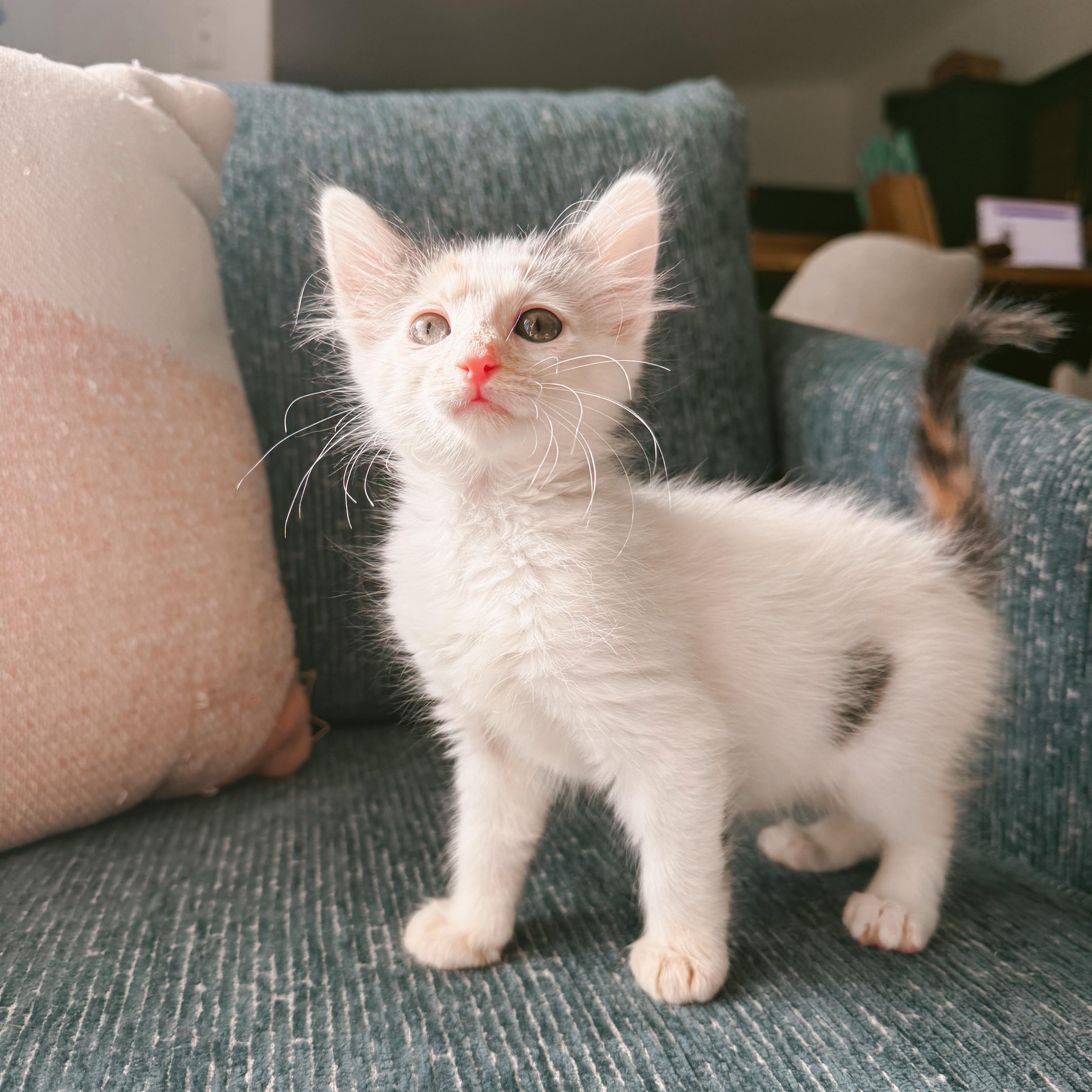 Enlarge Honey Bunny, a ADOPTABLE Domestic Medium Hair in LEETONIA, OH image 1/3