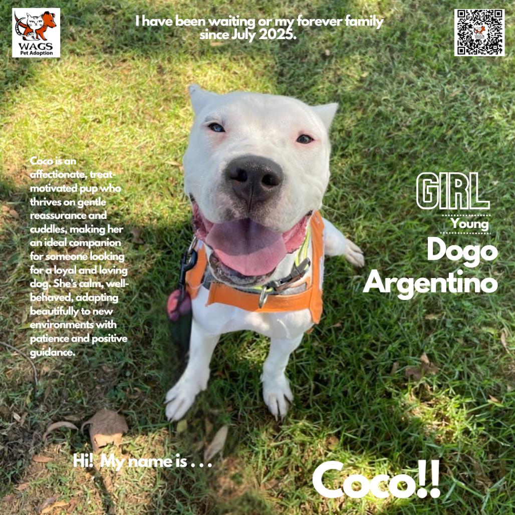 Coco, Adoptable, Young Female Dogo Argentino.