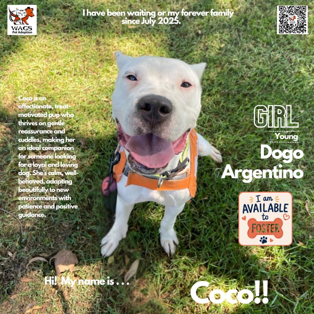 Coco, Adoptable, Young Female Dogo Argentino.