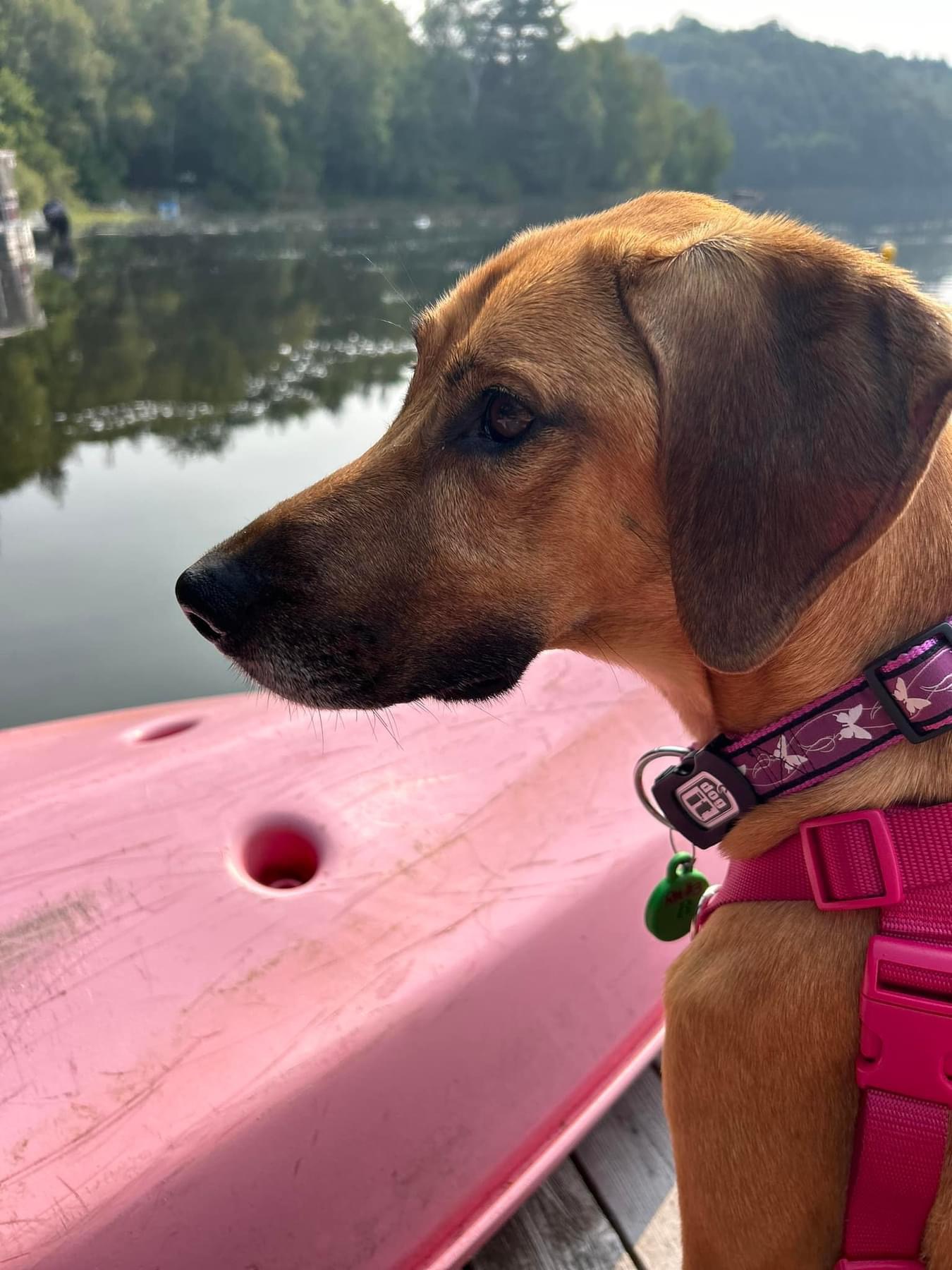 Josephine (en famille d'acceuil / in a foster family), an adoptable Coonhound in Vaudreuil-Dorion, QC, J7V 8P2 | Photo Image 1