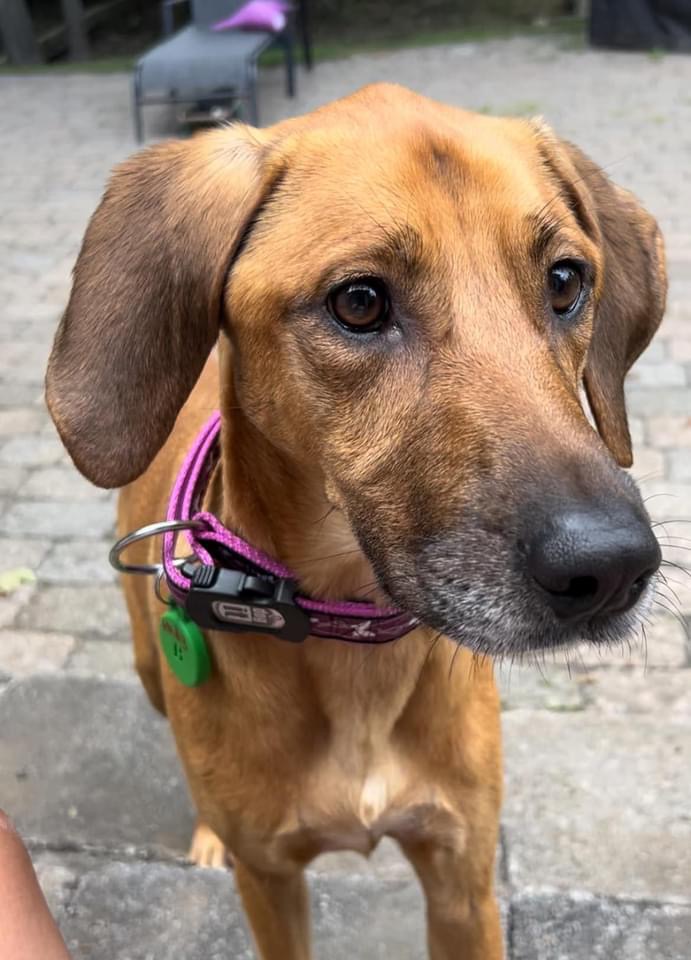 Josephine (en famille d'acceuil / in a foster family), an adoptable Coonhound in Vaudreuil-Dorion, QC, J7V 8P2 | Photo Image 4
