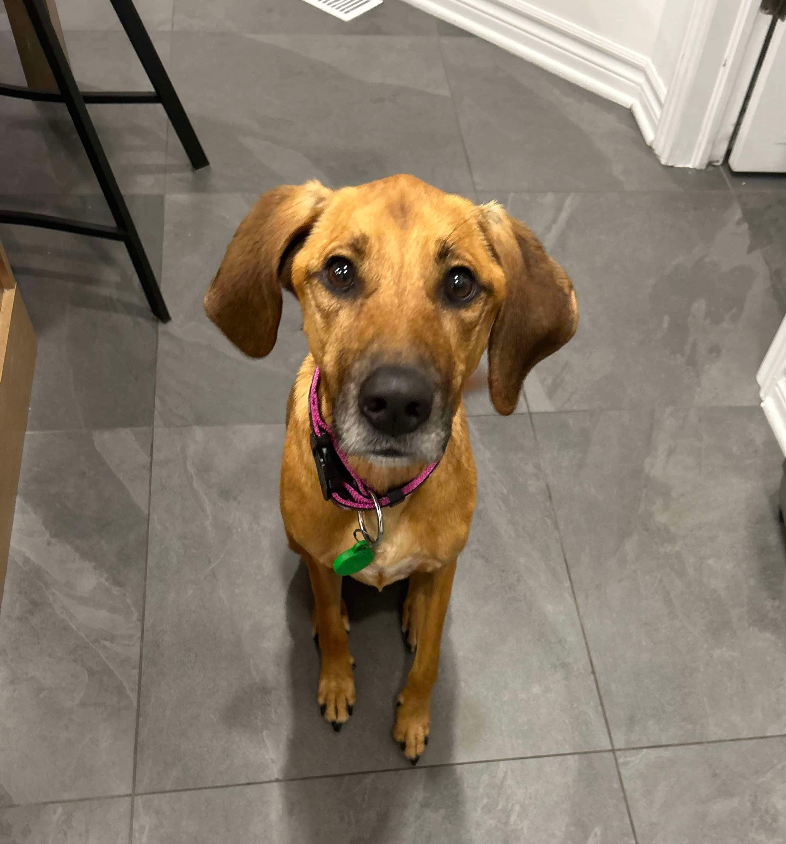 Josephine (en famille d'acceuil / in a foster family), an adoptable Coonhound in Vaudreuil-Dorion, QC, J7V 8P2 | Photo Image 2