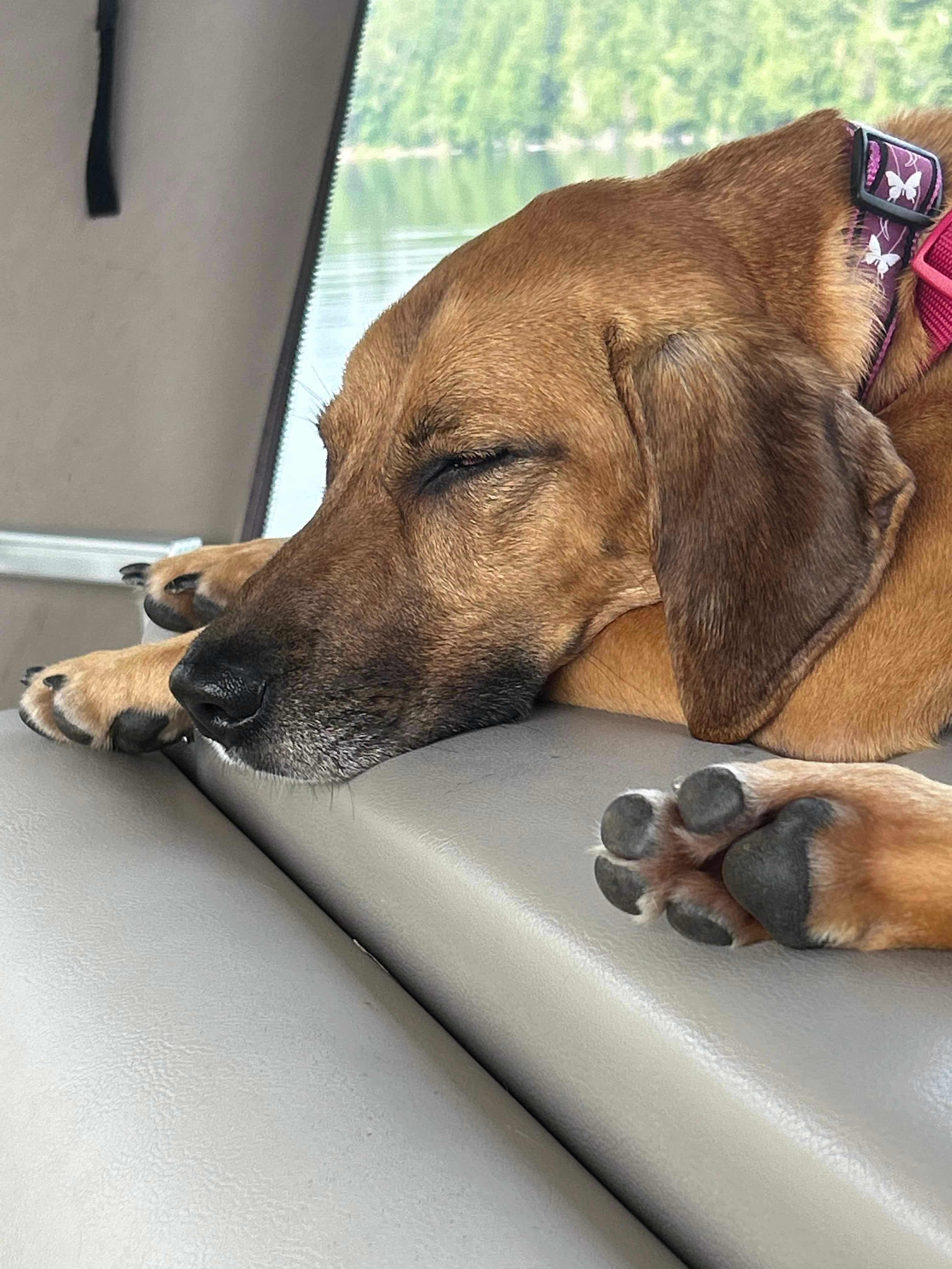 Josephine (en famille d'acceuil / in a foster family), an adoptable Coonhound in Vaudreuil-Dorion, QC, J7V 8P2 | Photo Image 3