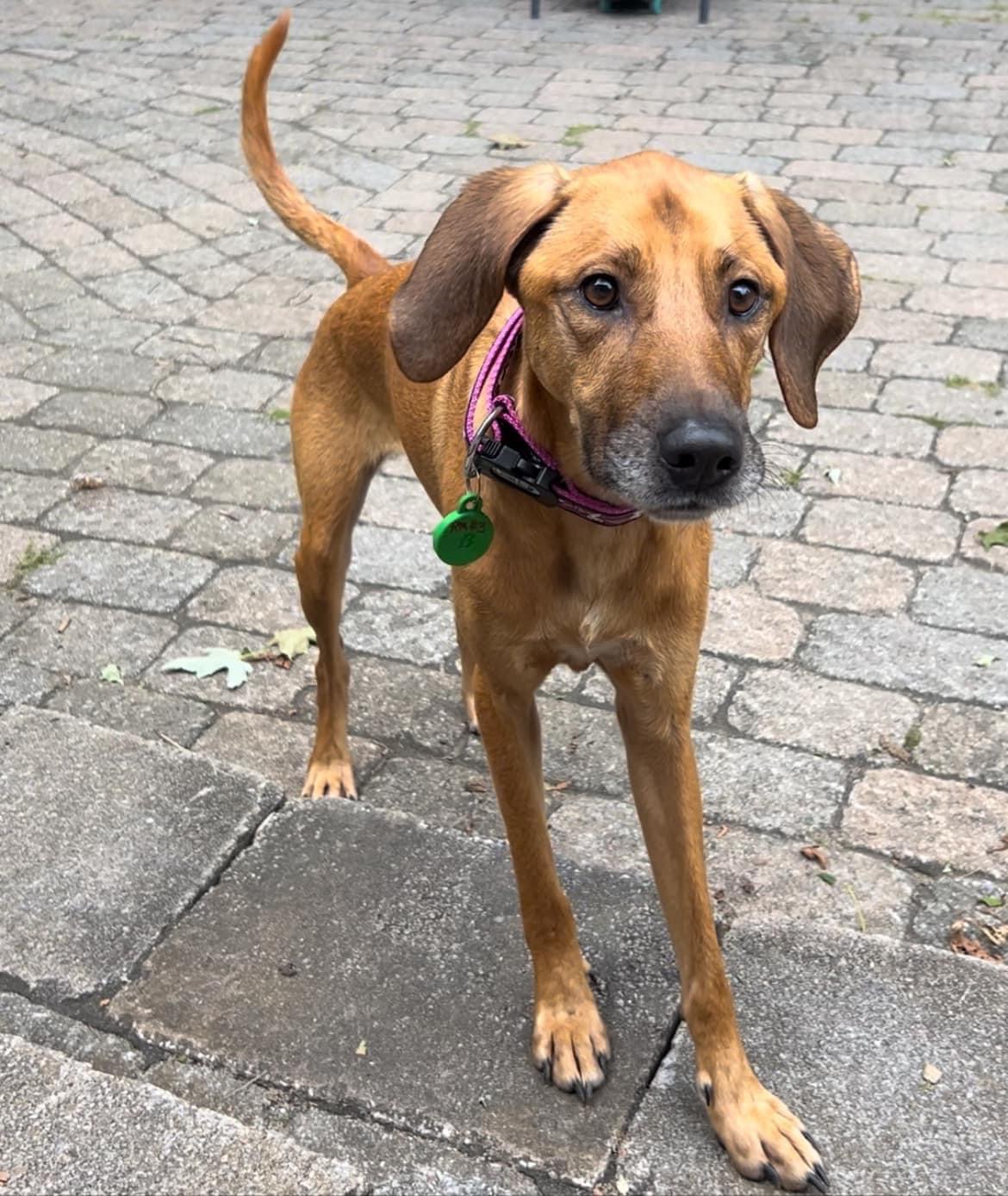Josephine (en famille d'acceuil / in a foster family), an adoptable Coonhound in Vaudreuil-Dorion, QC, J7V 8P2 | Photo Image 5