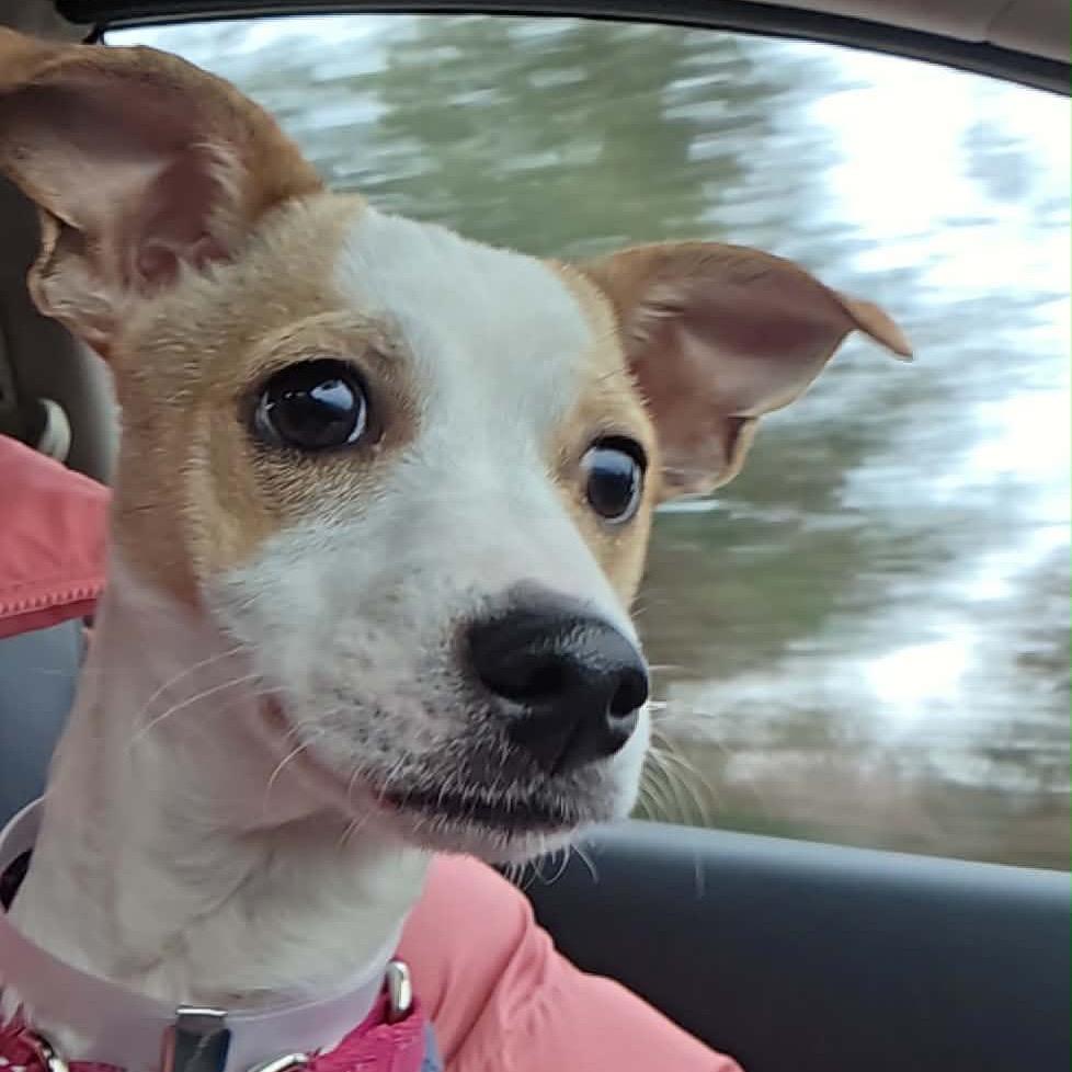 Poe, Adoptable, Young Male Terrier & Mixed Breed.