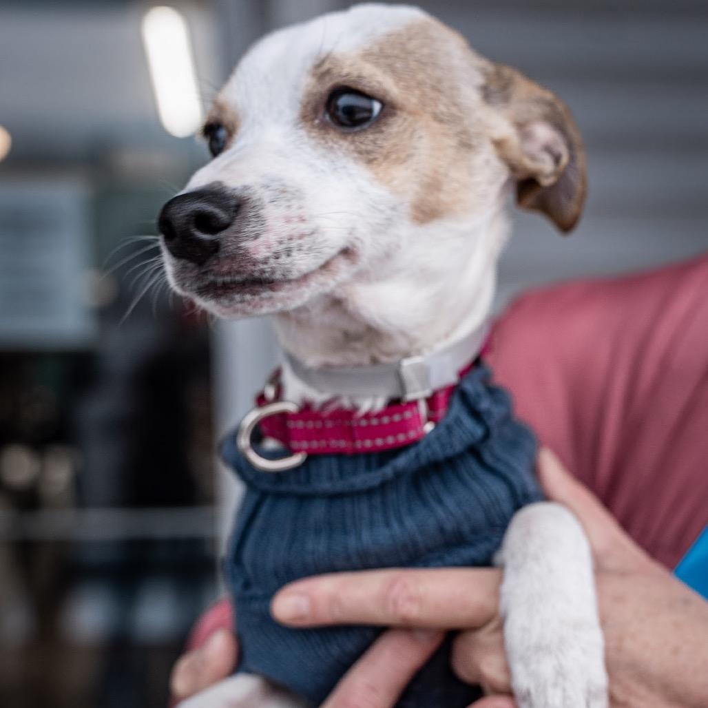 Enlarge Poe, a Adoptable mixed breed in Tomah, WI image 2/6