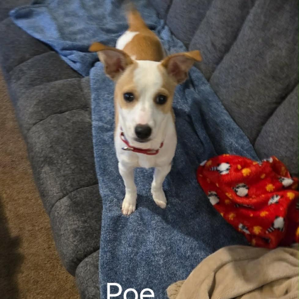 Enlarge Poe, a Adoptable mixed breed in Tomah, WI image 4/6
