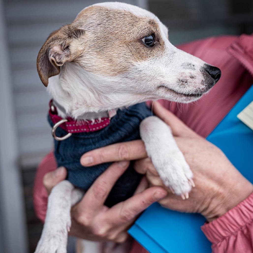 Enlarge Poe, a Adoptable mixed breed in Tomah, WI image 5/6