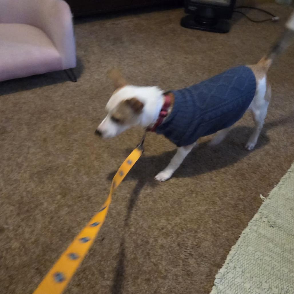 Enlarge Poe, a Adoptable mixed breed in Tomah, WI image 6/6