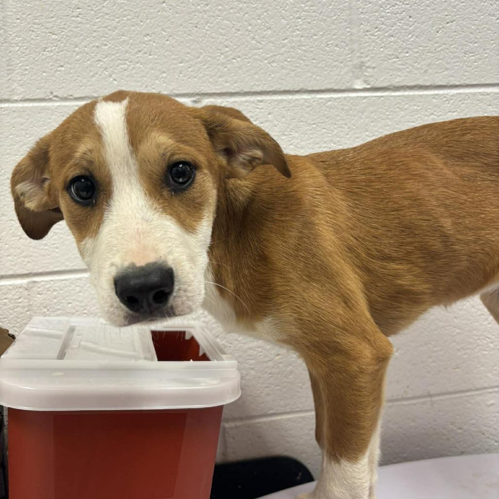 Aurora, Adoptable, Puppy Female Australian Shepherd & Pit Bull Terrier.