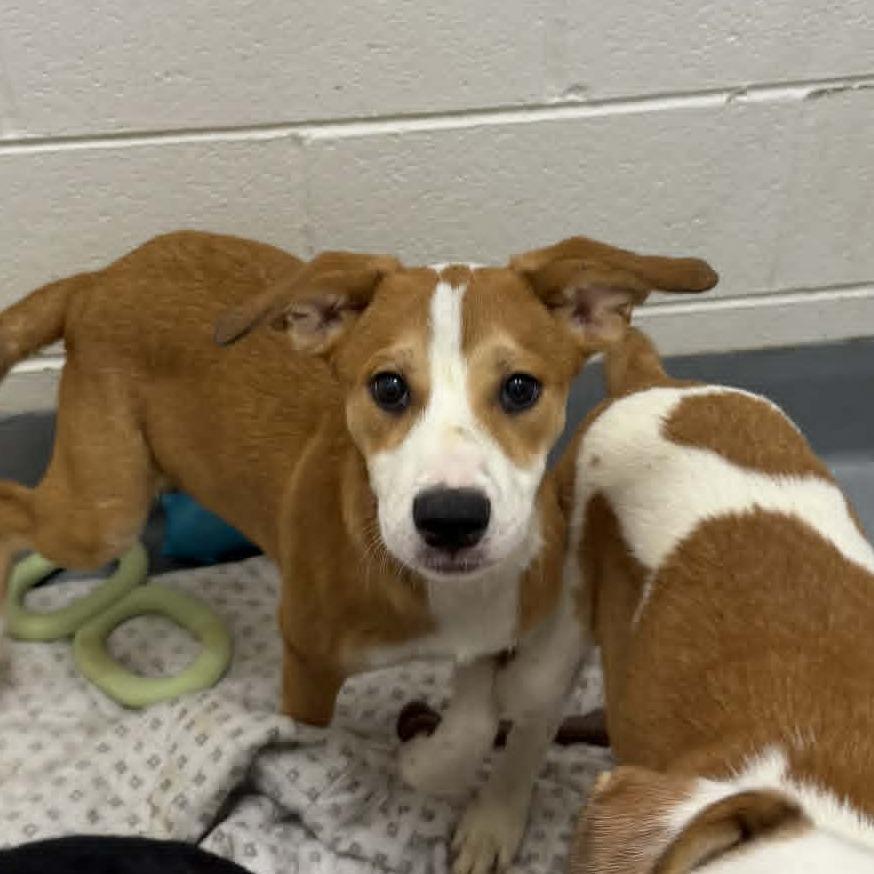 Enlarge Aurora, a Adoptable mixed breed in Rocky Mount, VA image 2/2