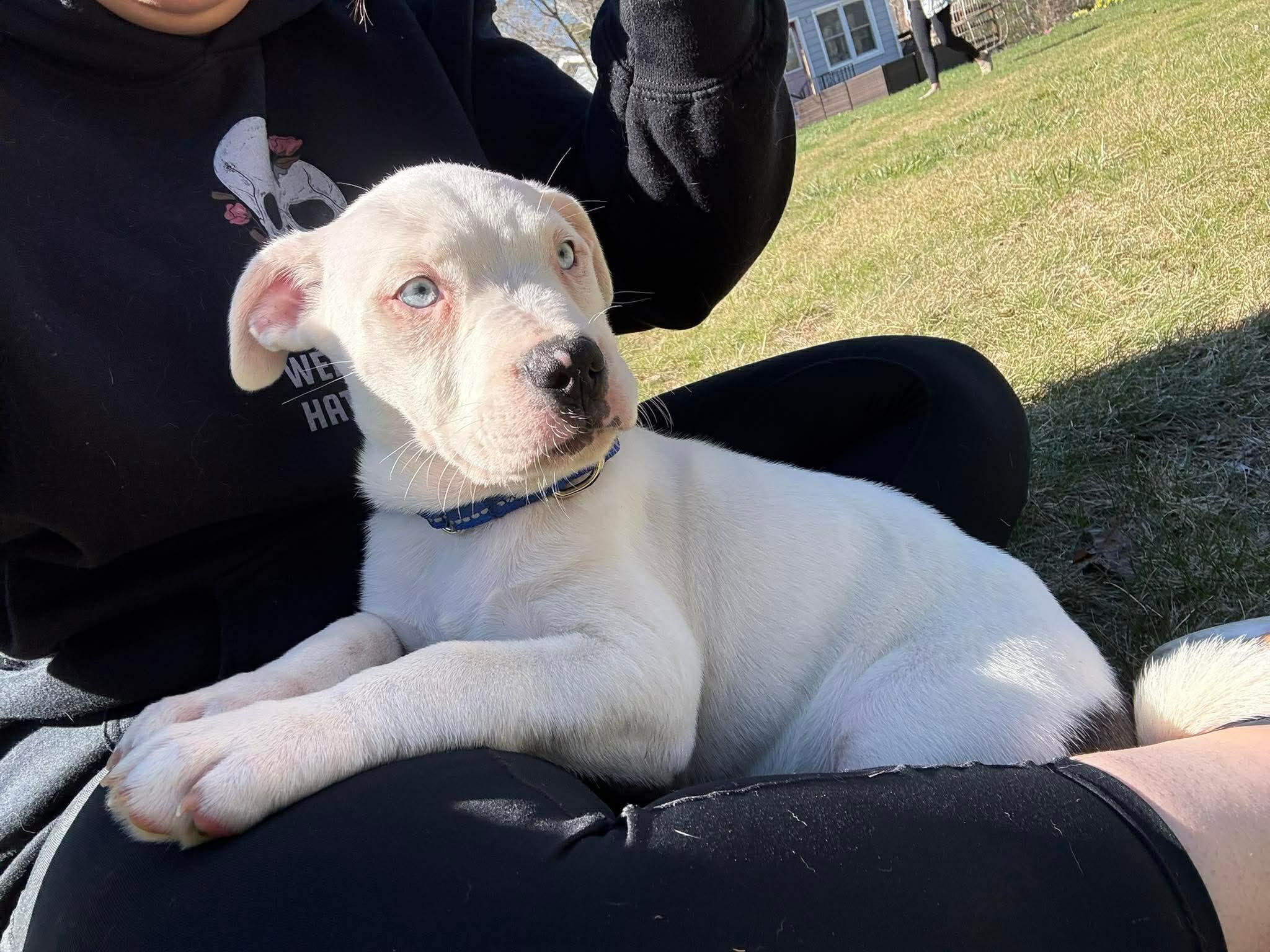 Enlarge Milo*, an adopted mixed breed in Foster, RI image 5/6