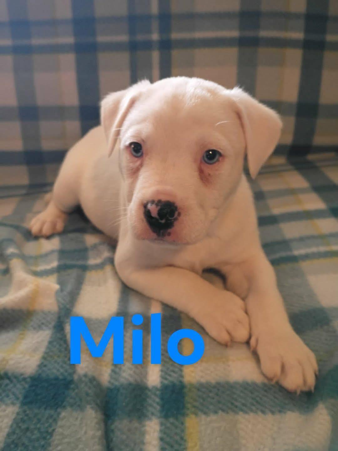 Enlarge Milo*, an adopted mixed breed in Foster, RI image 3/6