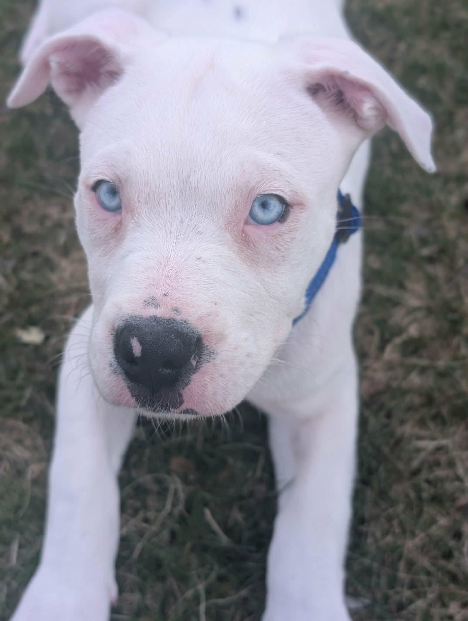 Enlarge Milo*, an adopted mixed breed in Foster, RI image 1/6