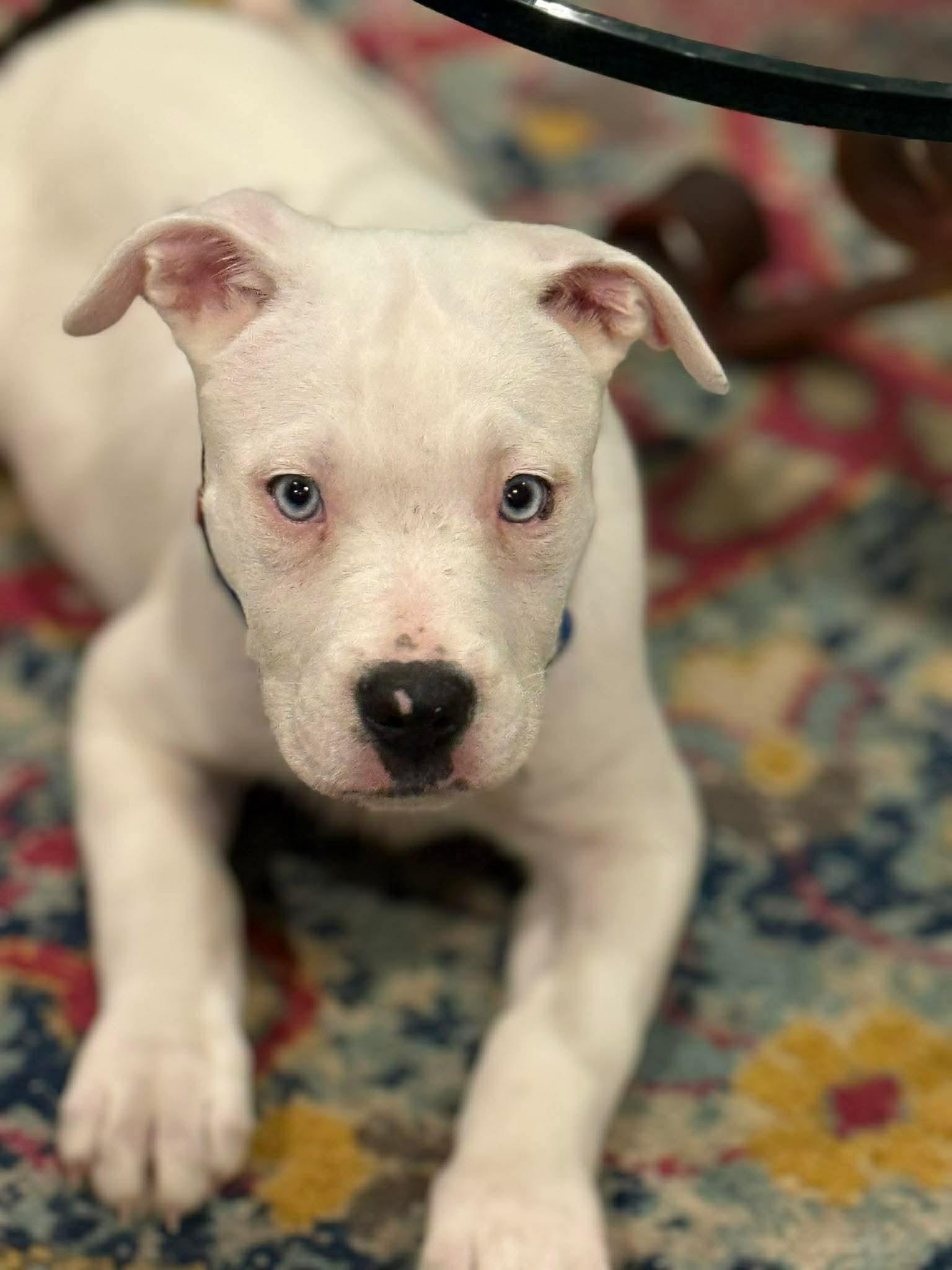 Enlarge Milo*, an adopted mixed breed in Foster, RI image 6/6