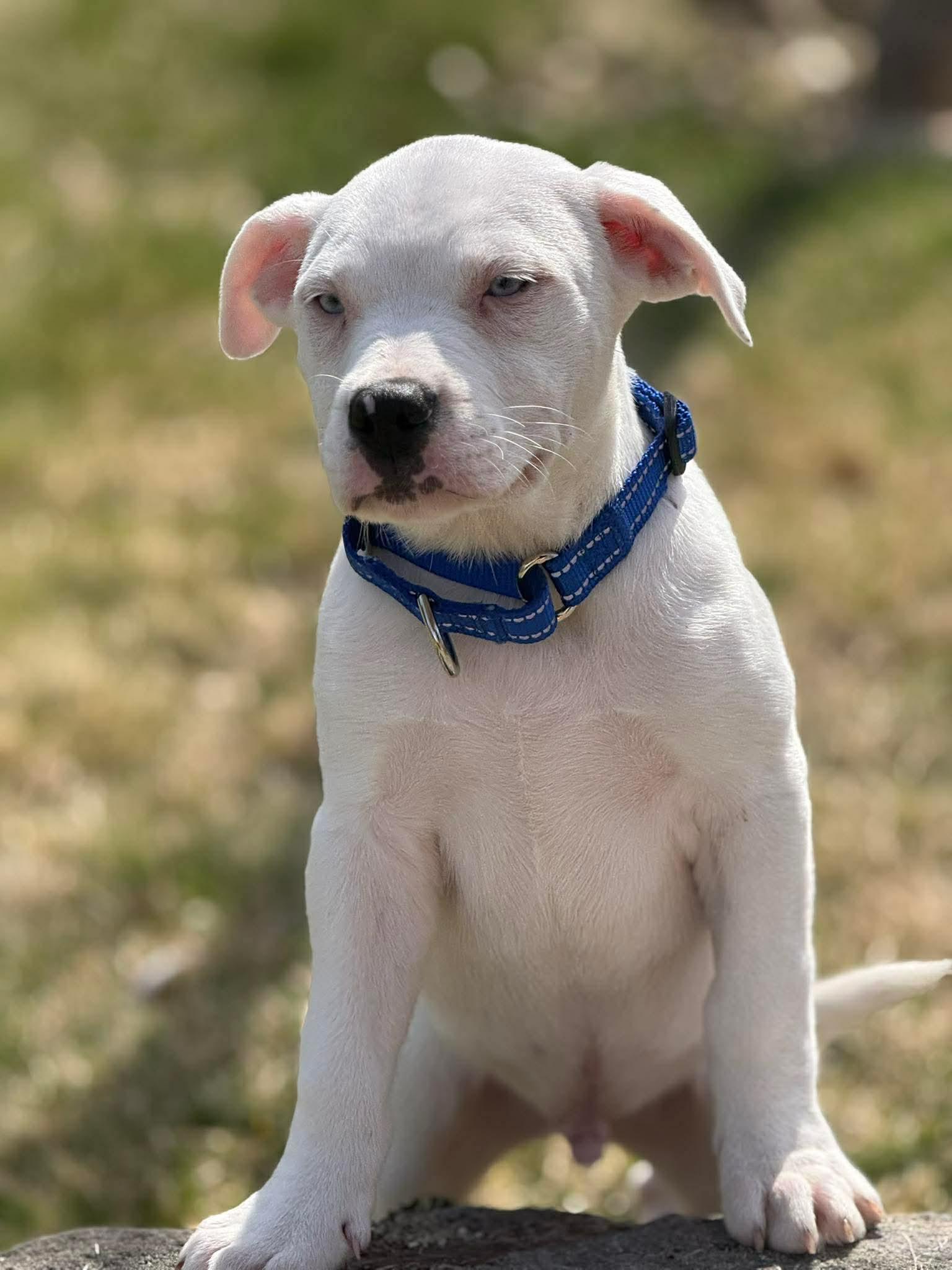 Enlarge Milo*, an adopted mixed breed in Foster, RI image 2/6