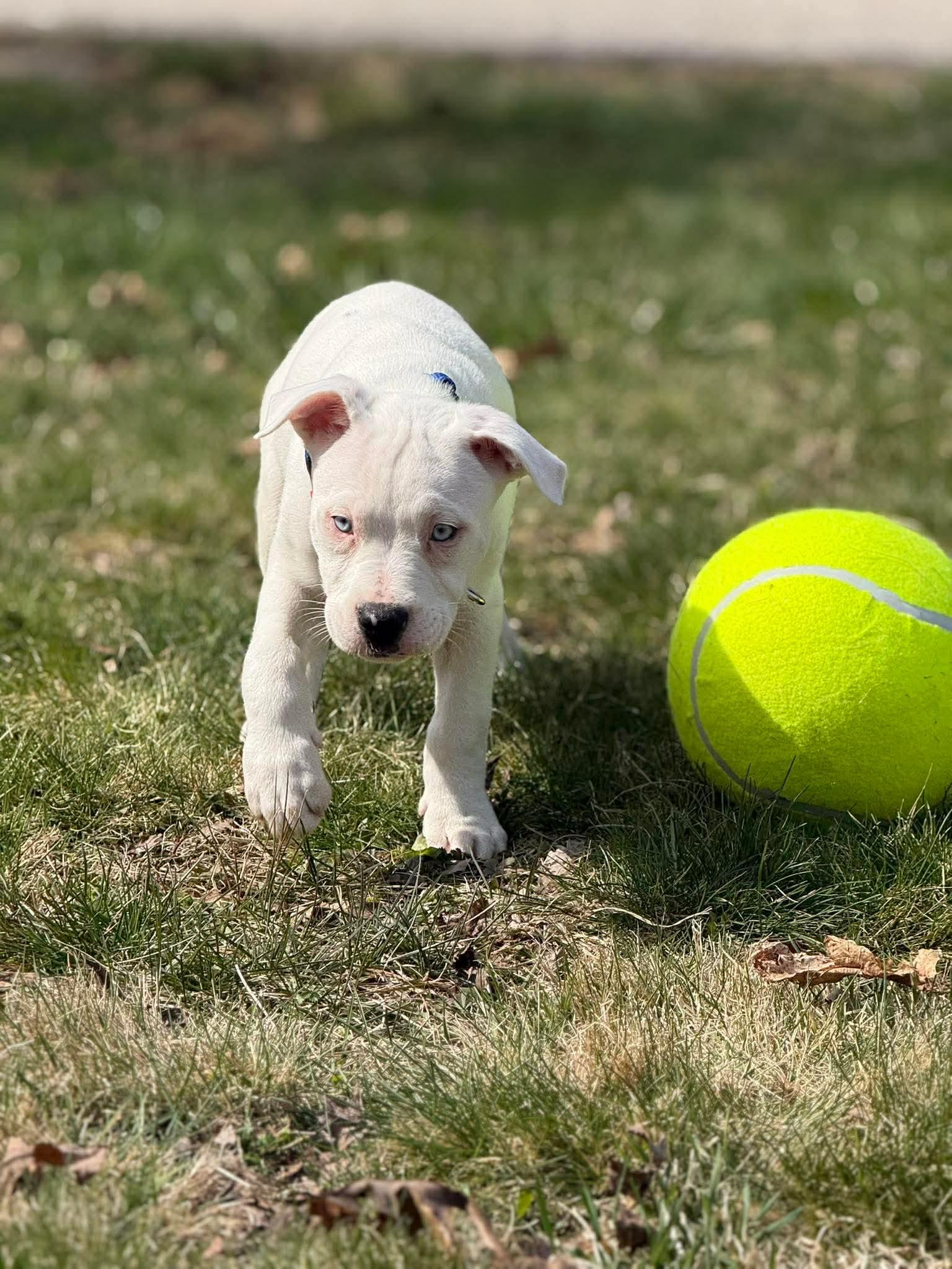 Enlarge Milo*, an adopted mixed breed in Foster, RI image 4/6
