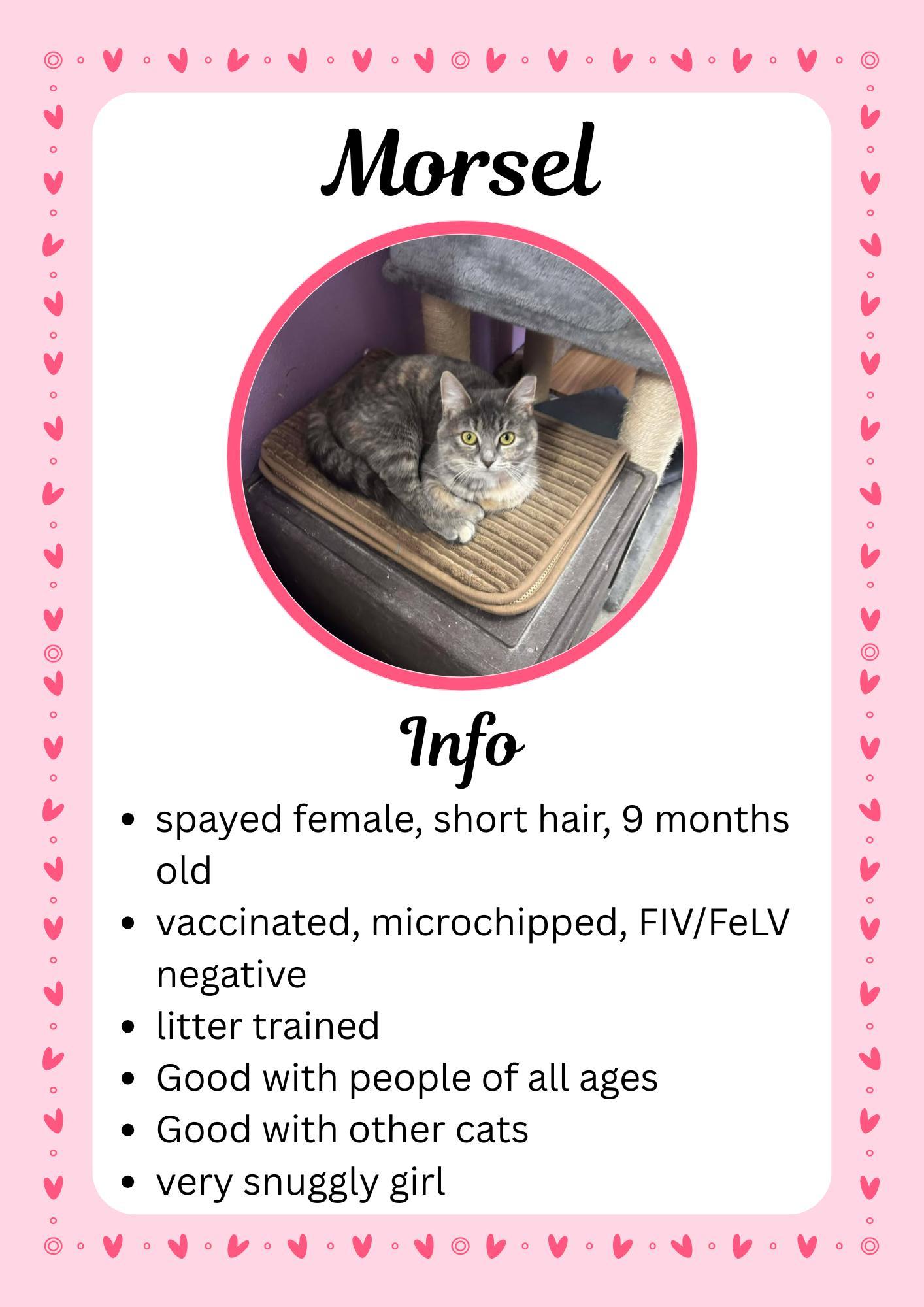 Enlarge Morsel, a ADOPTABLE Domestic Short Hair in Greensburg, IN image 1/1