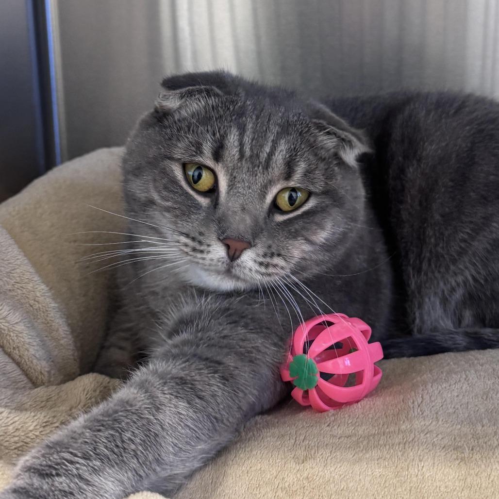 Brooke 2026 (AKA Brooks 2026), Adoptable, Adult Female Scottish Fold.