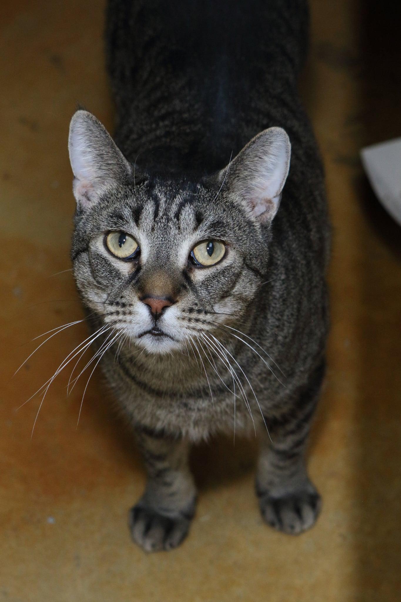 Enlarge Alex, a Adoptable mixed breed in Austin, MN image 1/3