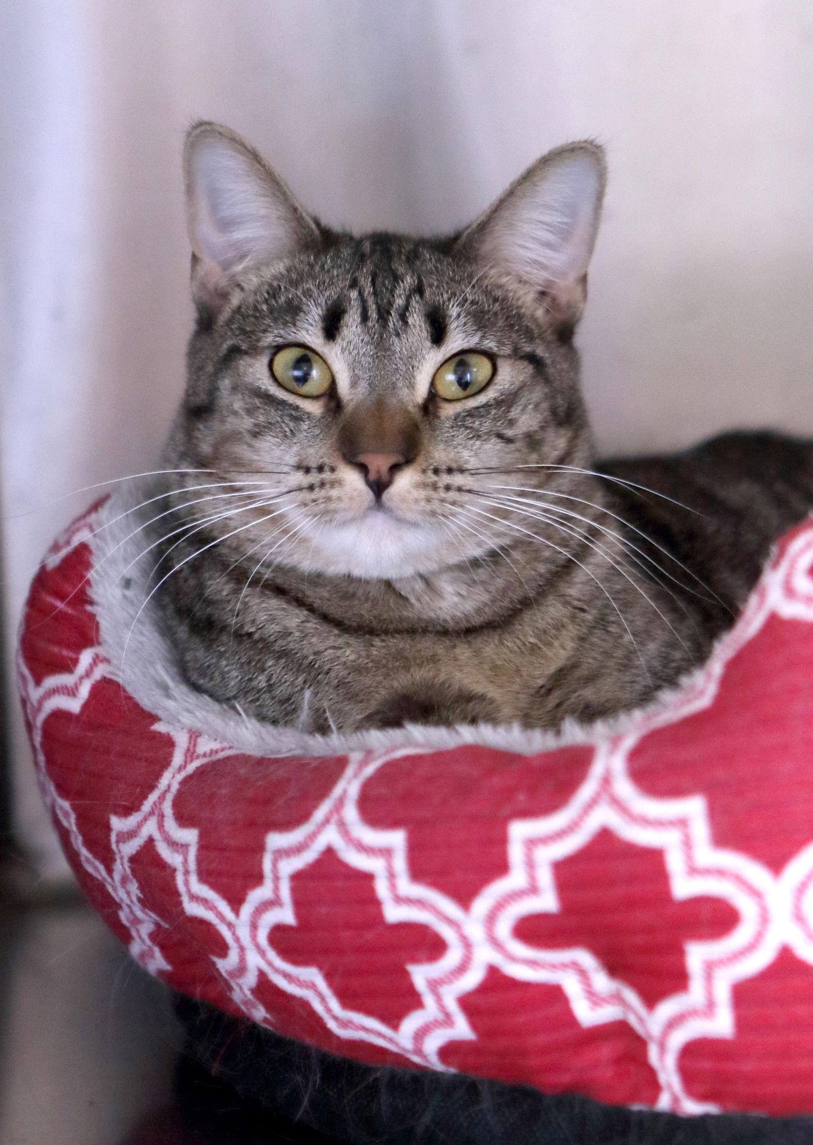 Enlarge Alex, a Adoptable mixed breed in Austin, MN image 2/3