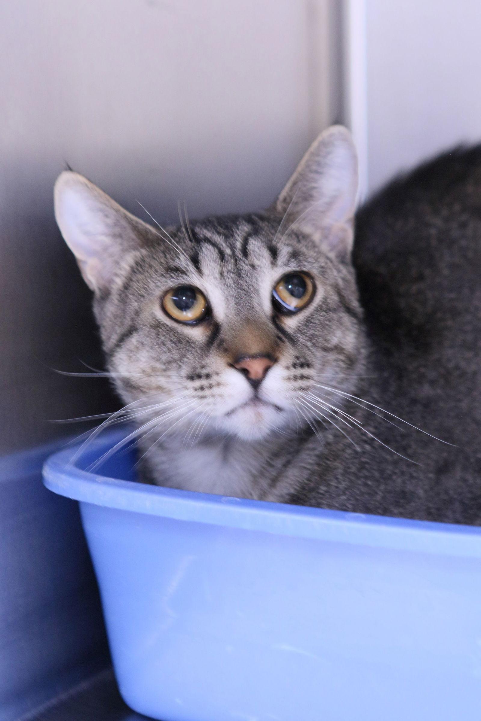 Enlarge Alex, a Adoptable mixed breed in Austin, MN image 3/3