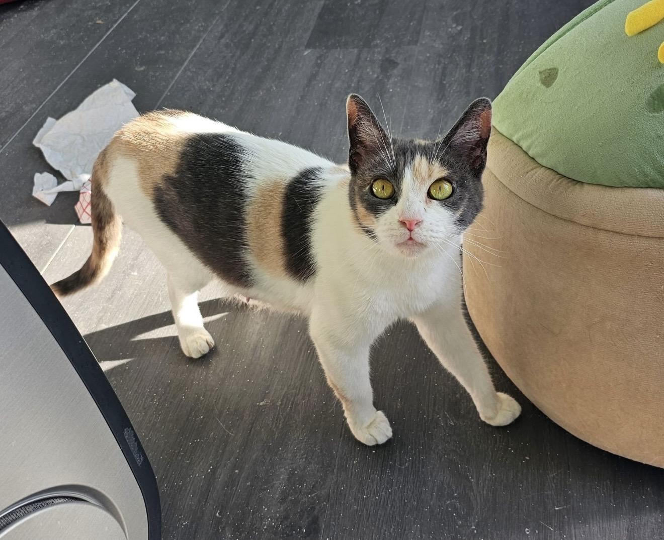 Gigi, ADOPTABLE, Adult Female Domestic Short Hair & Calico.