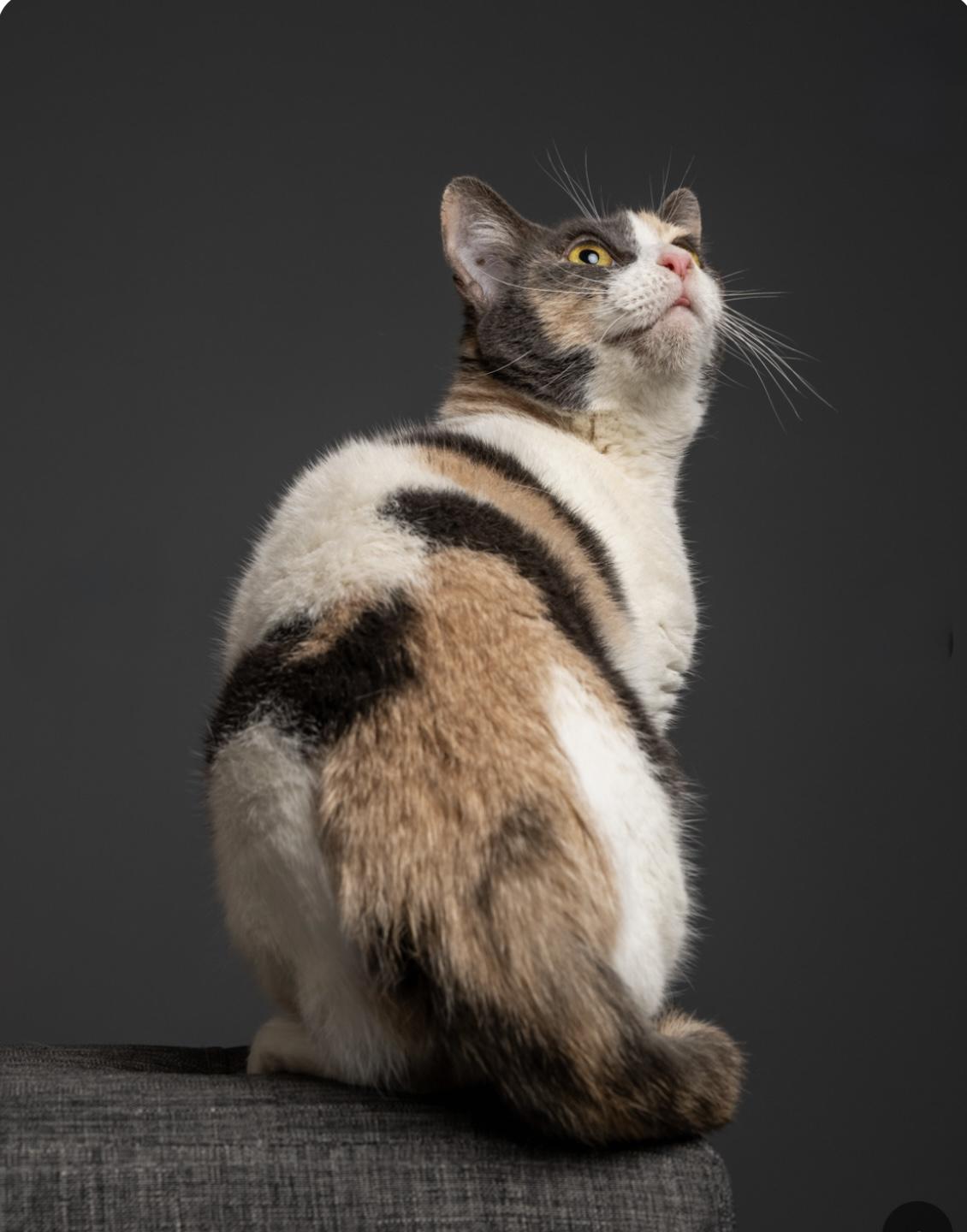 Gigi, Adoptable, Adult Female Domestic Short Hair & Dilute Calico.