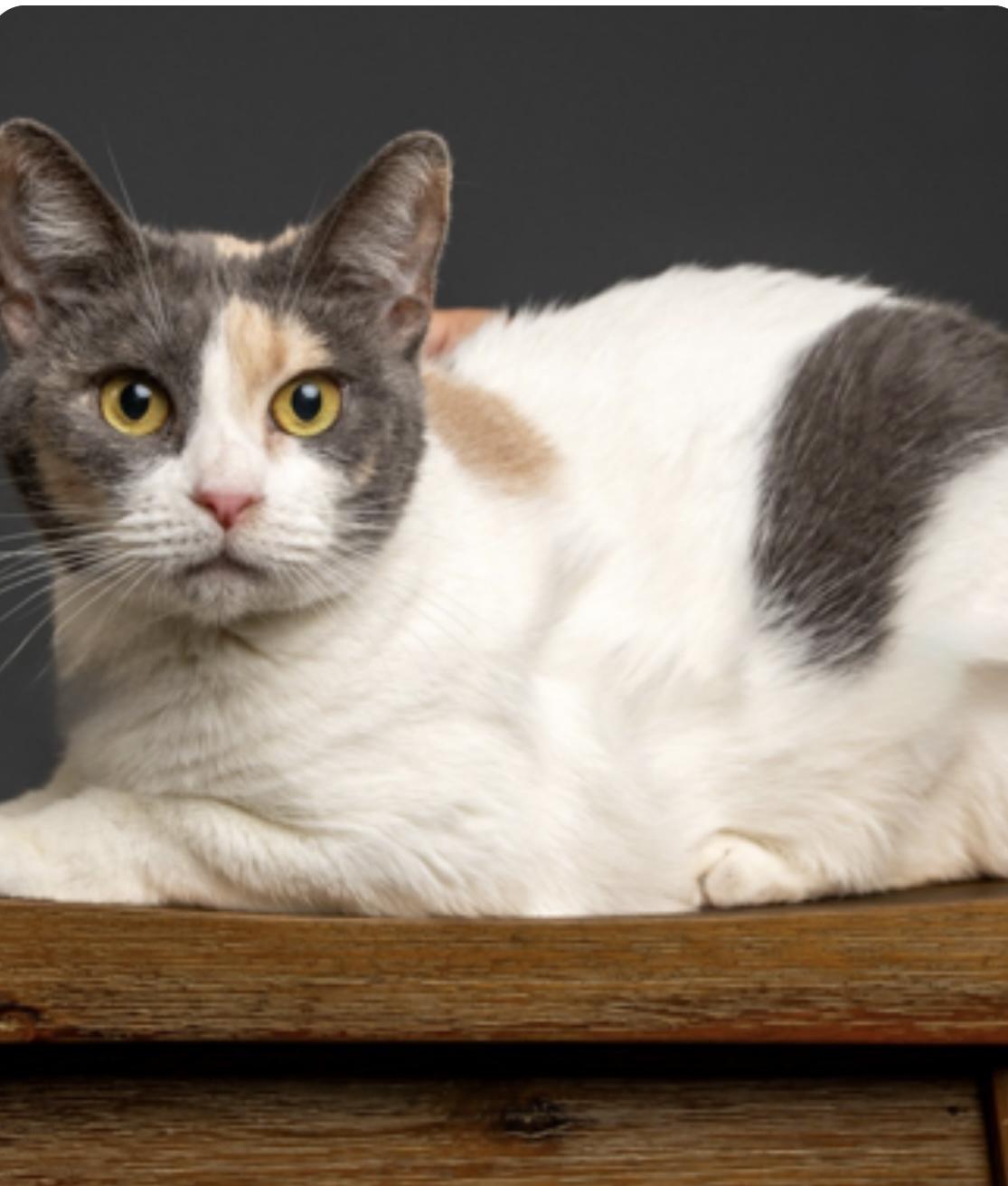 Enlarge Gigi, a Adoptable mixed breed in Santa Rosa, CA image 3/4