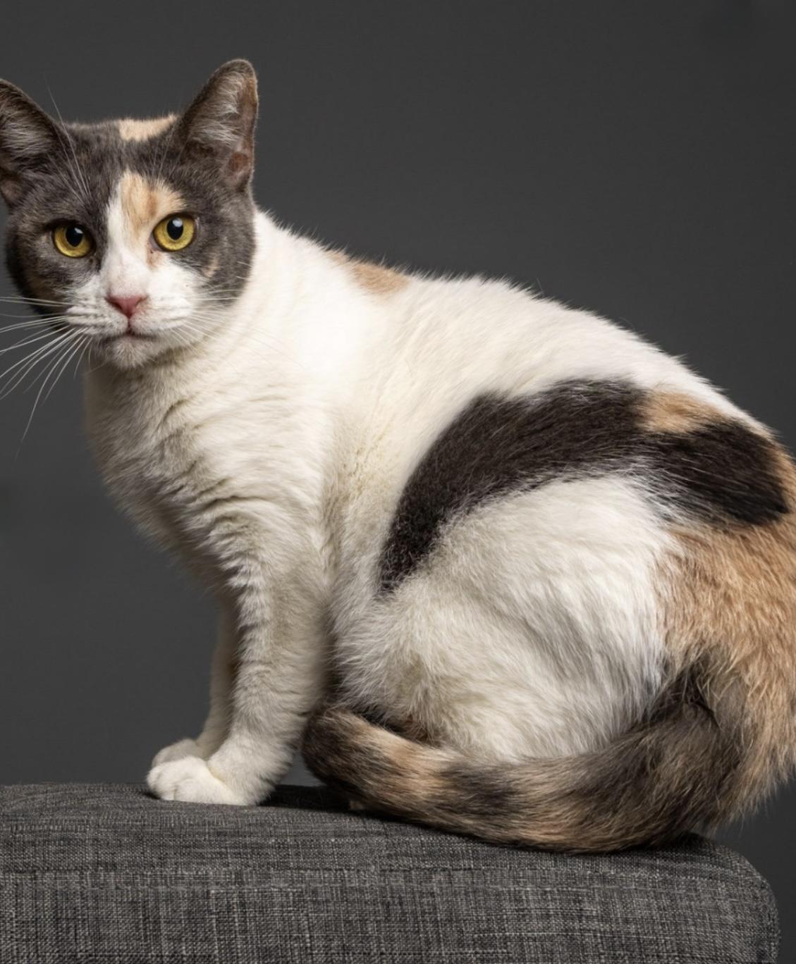 Enlarge Gigi, a Adoptable mixed breed in Santa Rosa, CA image 2/4